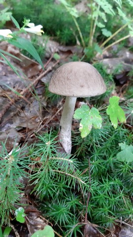 Leccinellum pseudoscabrum