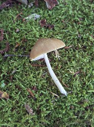 Pluteus roseipes