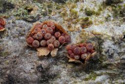 Thyronectria aurigera