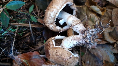 Agaricus bisporus