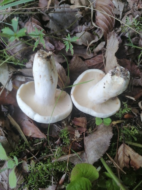 Lactifluus piperatus