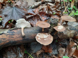 Lentinus brumalis