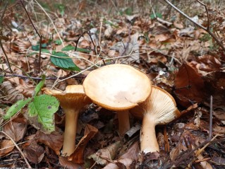 Infundibulicybe geotropa