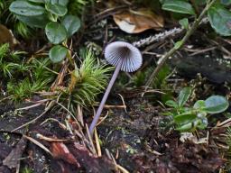 Mycena purpureofusca