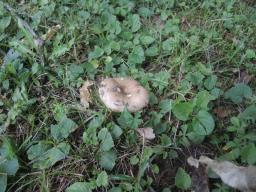 Russula insignis