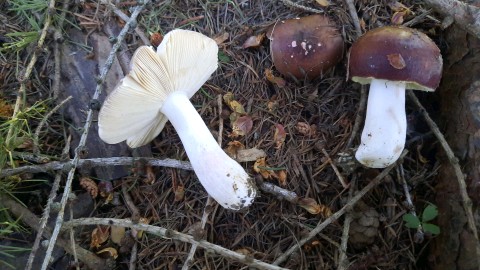 Russula integra