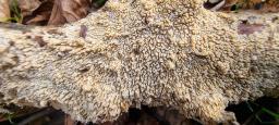 Hyphodontia quercina
