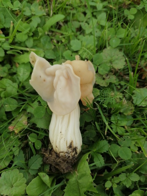 Helvella crispa