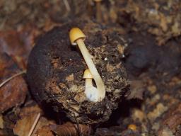 Conocybe siennophylla
