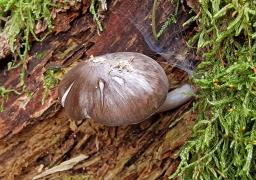 Pluteus pouzarianus