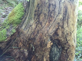 Armillaria