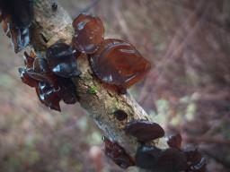 Auricularia auricula-judae