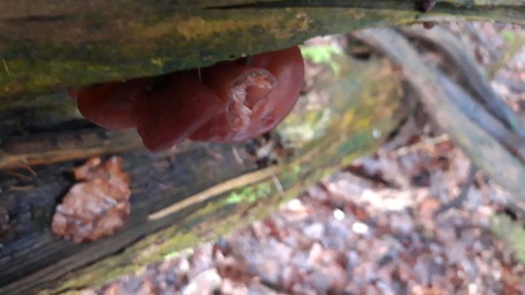 Auricularia auricula-judae