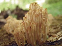 Artomyces pyxidatus