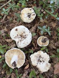 Lactifluus bertillonii