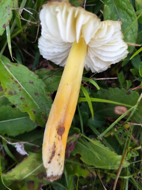 Hygrocybe citrinovirens