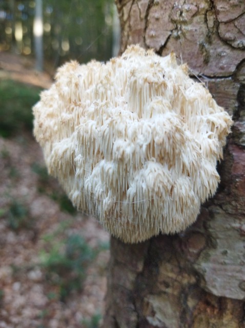 Hericium flagellum