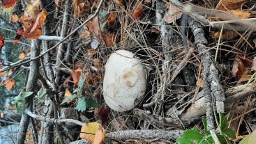 Amanita ovoidea