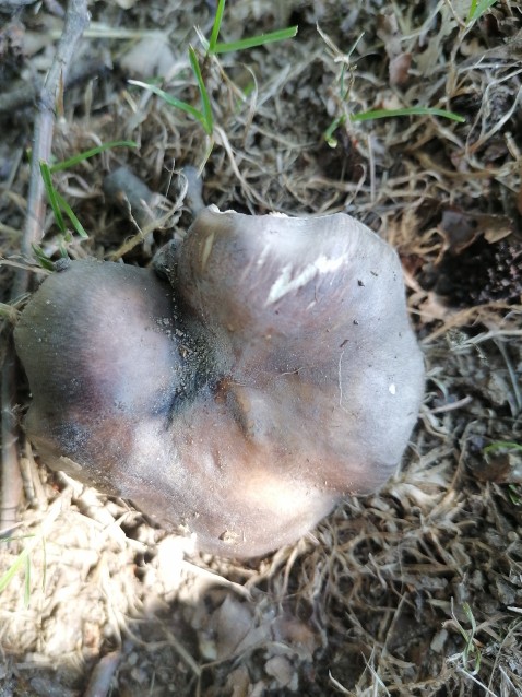 Russula cyanoxantha