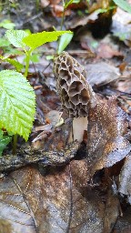 Morchella esculenta