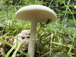 Melanoleuca strictipes