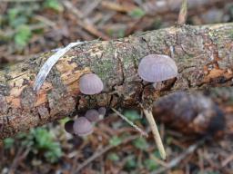 Mycena rubromarginata