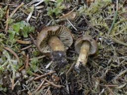Mallocybe gymnocarpa