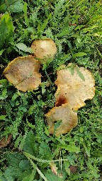 Suillus granulatus