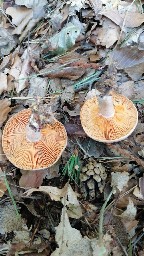 Lactarius deterrimus