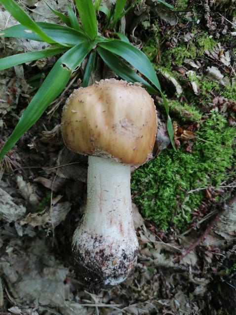 Amanita rubescens