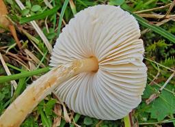 Lepiota oreadiformis