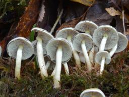 Hypholoma fasciculare var. pusillum