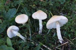 Lepiota erminea