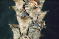 Gremmeniella abietina