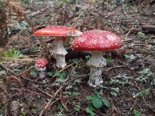 Amanita muscaria