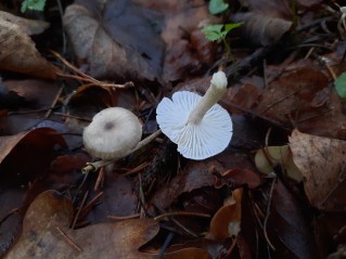 Hygrophorus pustulatus