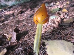 Hygrocybe conica