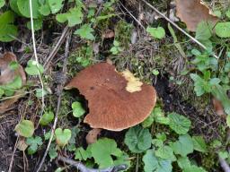 Suillus cavipes