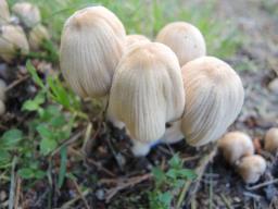 Coprinellus truncorum