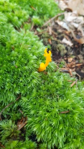 Calocera viscosa