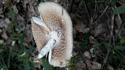 Amanita pantherina