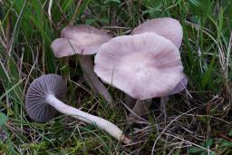 Cuphophyllus canescens