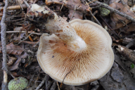 Paxillus involutus