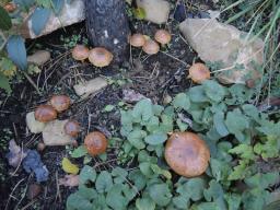 Pholiota brunnescens