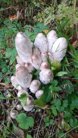 Coprinus comatus