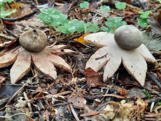 Geastrum rufescens