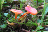 Hygrocybe insipida