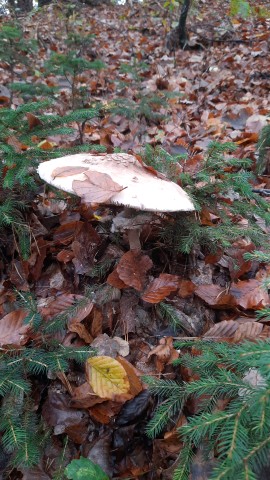 Macrolepiota procera