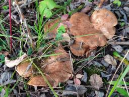 Paxillus rubicundulus