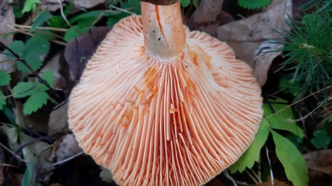 Lactarius semisanguifluus